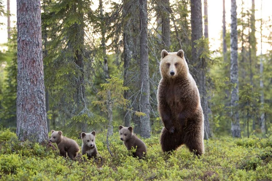 Brown Bear, Carelie, Finland