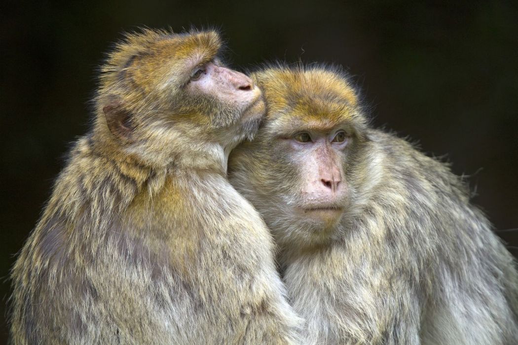 Barbary Macaque Bas Rhin France