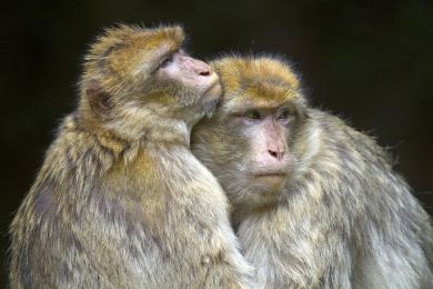 Macaque de Barbarie, Bas-Rhin, France