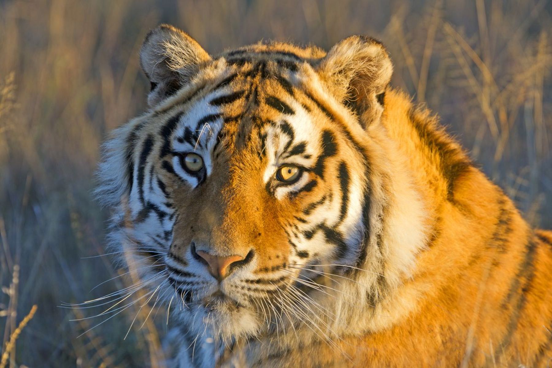 Bengal Tiger South Africa Hemisgalerie