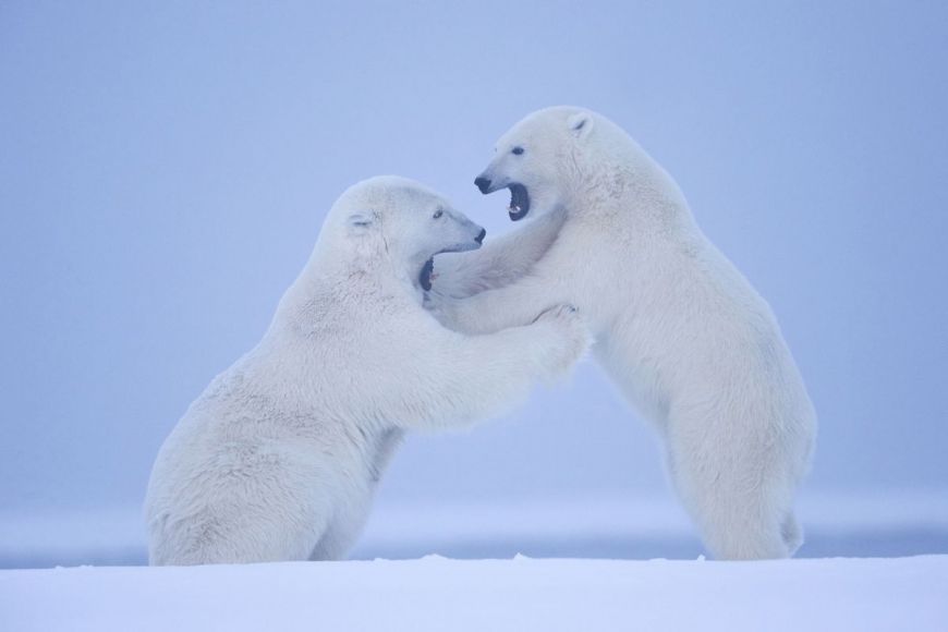 Polar Bear, Alaska, United States