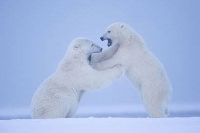 Ours polaires, Alaska, Etats-Unis