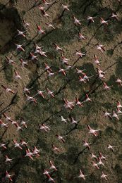 Mauritania, Pink flamingoes