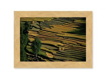 Pokhara rice fields, Nepal