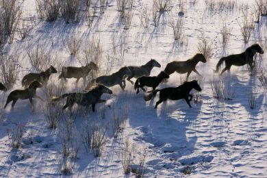 Russia, Siberia, Buryat horses in the wild