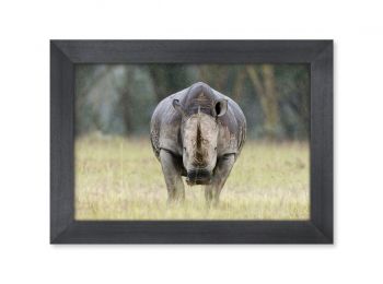 Kenya, white rhino