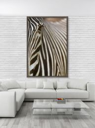 Kenya, Grevy's zebra