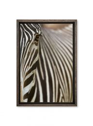 Kenya, Grevy's zebra