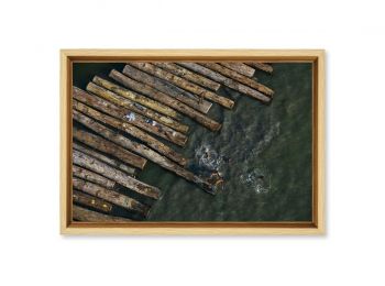 Foating wood near Port Gentil, Gabon