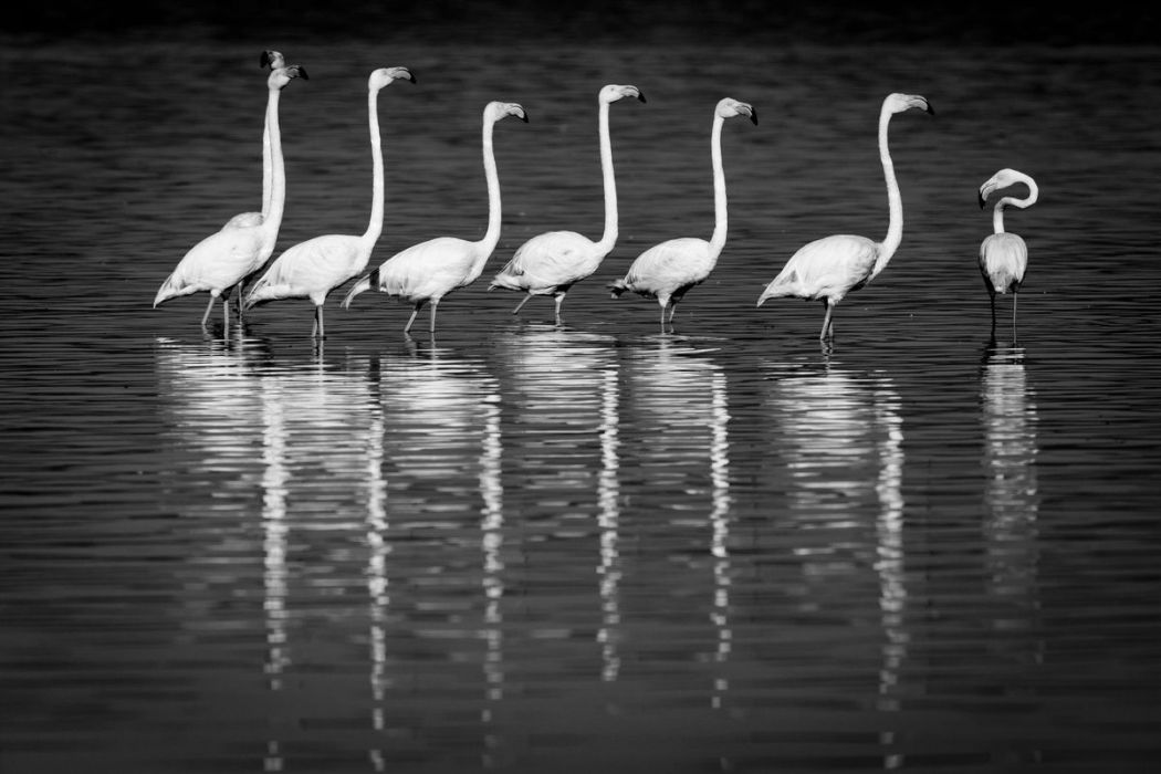 Photographie D Art De Flamants Roses En Noir Et Blanc Au Kenya