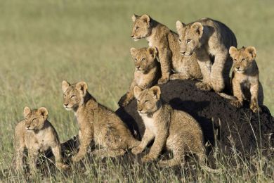 Kenya, lion et lionceaux sur une termitière