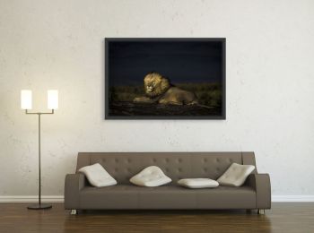 Kenya, lion dans le Masai-Mara