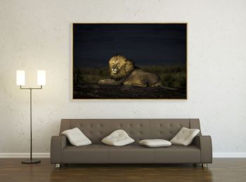 Kenya, lion on a kopje, in Masai-Mara