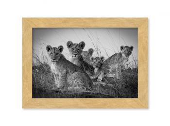 Kenya, cubs in the Masai-Mara (N&B)