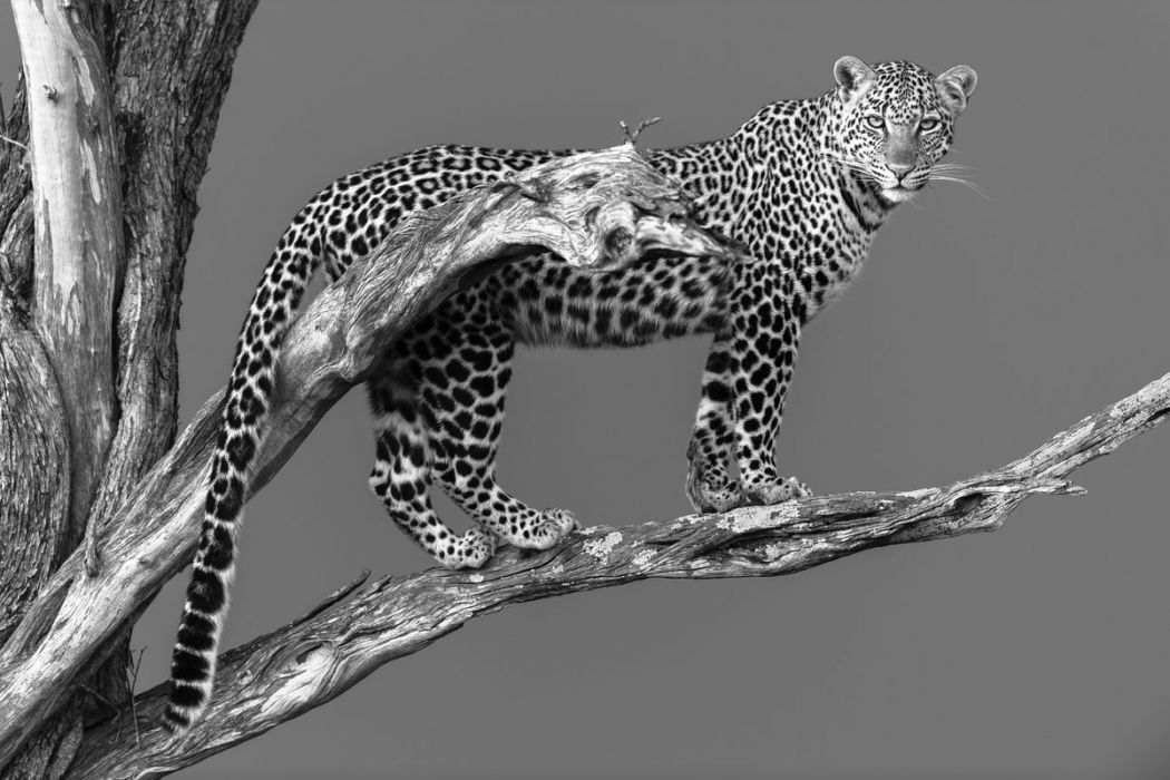 Kenya, femelle léopard
