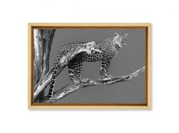 Kenya, female leopard