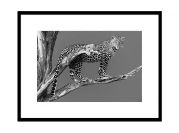 Kenya, female leopard