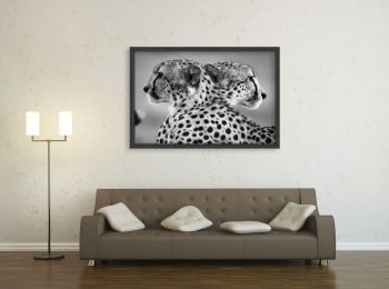 Kenya, guépards frères