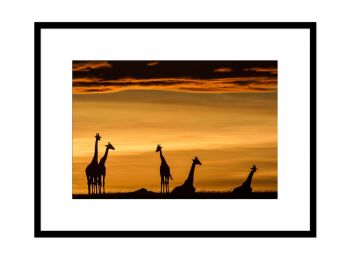 Kenya, giraffes at sunrise