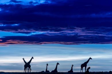 Kenya, girafes dans le Masai-Mara à l'aube