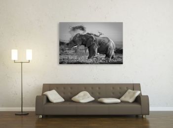 Kenya, éléphant dans le parc Amboseli (N&B)