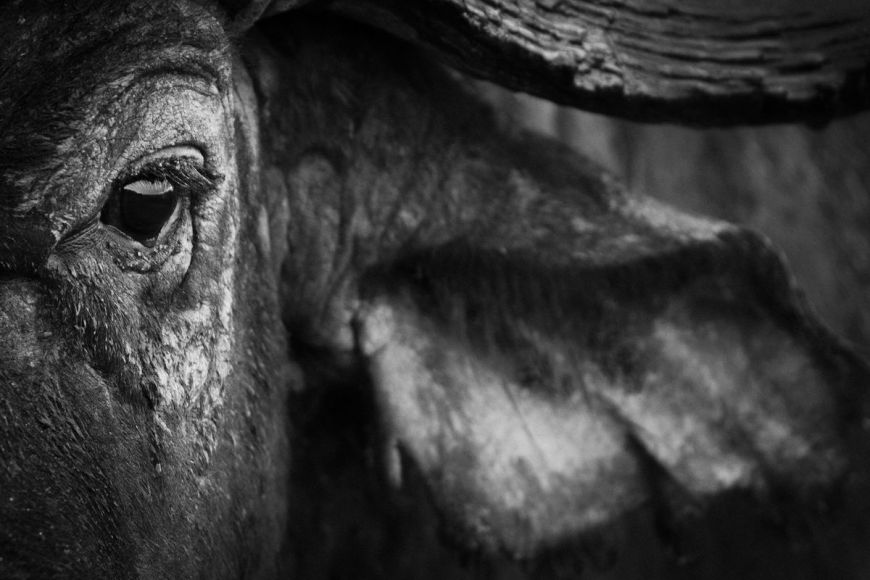 Kenya, buffalo close up (N&B)