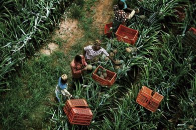 Pineapple harvesting, Ivory Coast