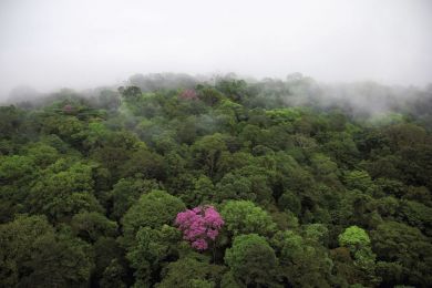 Pink trumpet tree, French Guiana