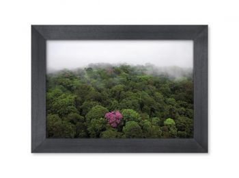 Ebène rose, Guyane