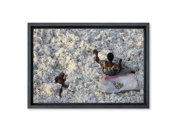 Récolte du coton, Burkina Faso