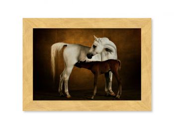 Arab Broad mare and filly 