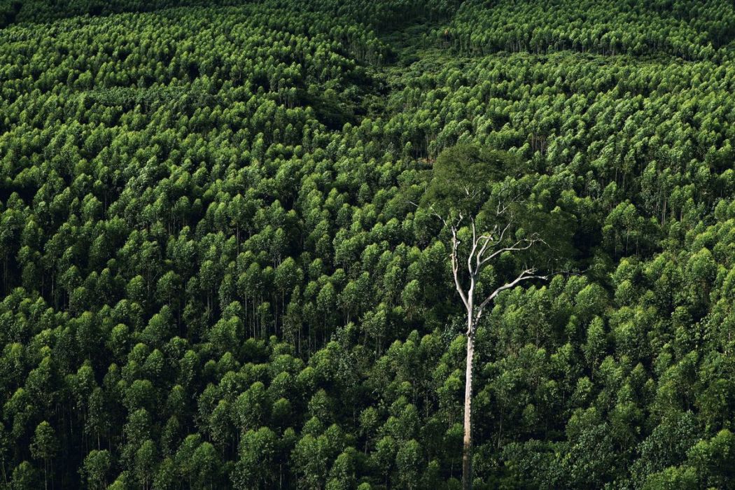 Plantation d’eucalyptus, Indonésie