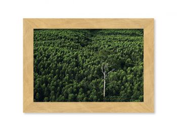 Eucalyptus plantation, Indonesia