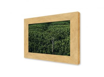 Plantation d’eucalyptus, Indonésie