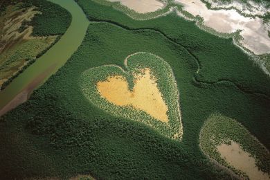 Mangrove of the Heart of Voh, New Caledonia