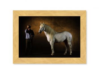 Camargue stallion