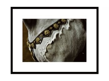 Rimbaud, Andalusian horse