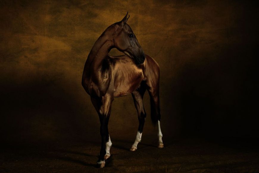 Akhal Téké stallion