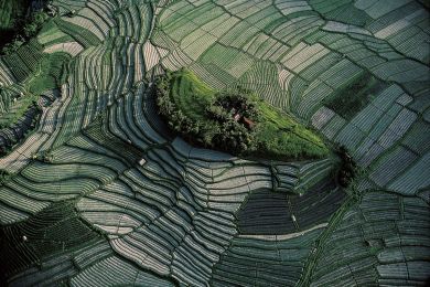 Terraced rice fields of Bali, Indonesia