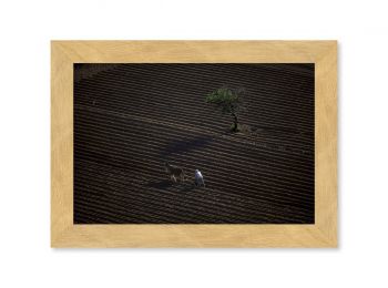 Farmer ploughing his field in Crete
