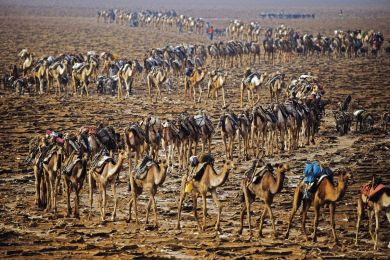 Caravane du sel, Ethiopie