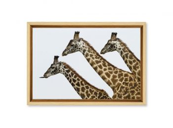 Kenya, giraffes in Masai-Mara National Reserve