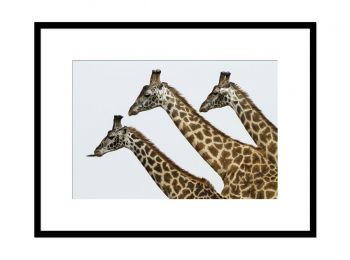 Kenya, girafes dans la réserve du Masai-Mara